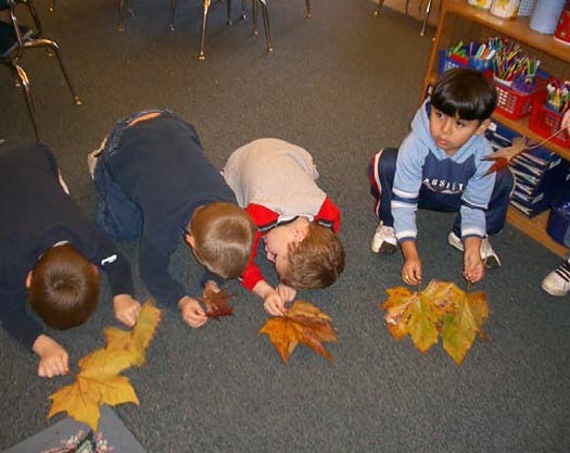 Poetry of Falling Leaves